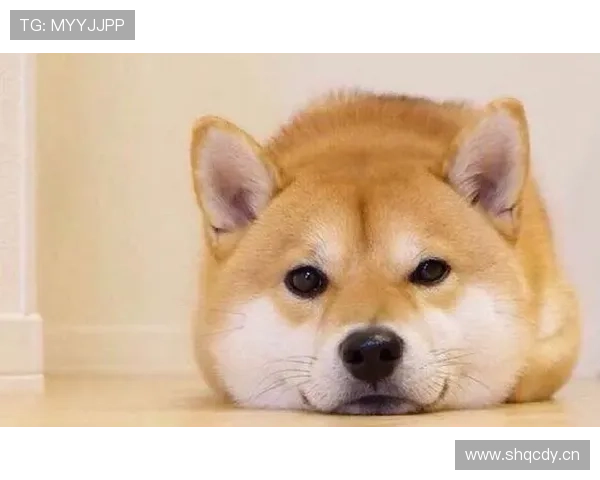 万狗体育赛事亮点解析及其对宠物行业的深远影响